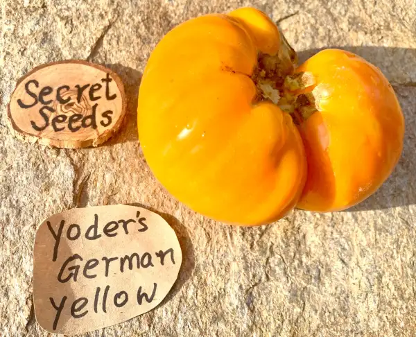 Tomaten: Yoder’s German Yellow