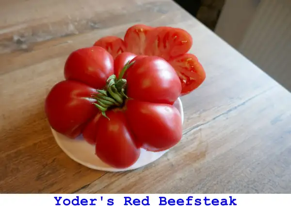 Tomaten: Yoder’s Red Beefsteak