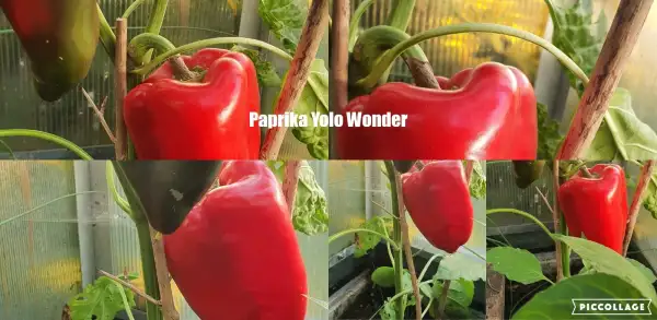 Chili / Paprika: Yolo Wonder - Rot