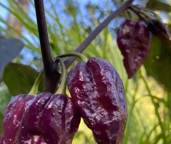 Chili / Paprika: Yolokia purple