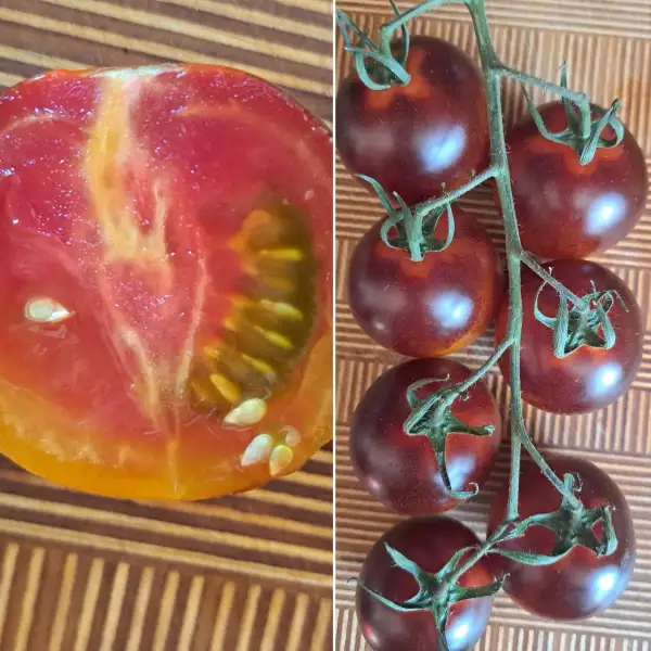 Tomaten: Yoom 2024