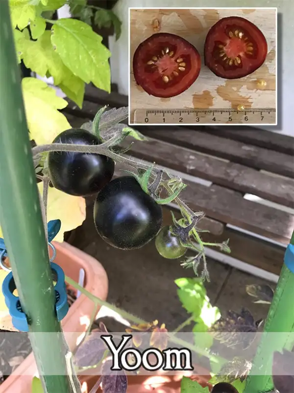 Tomaten: Yoom