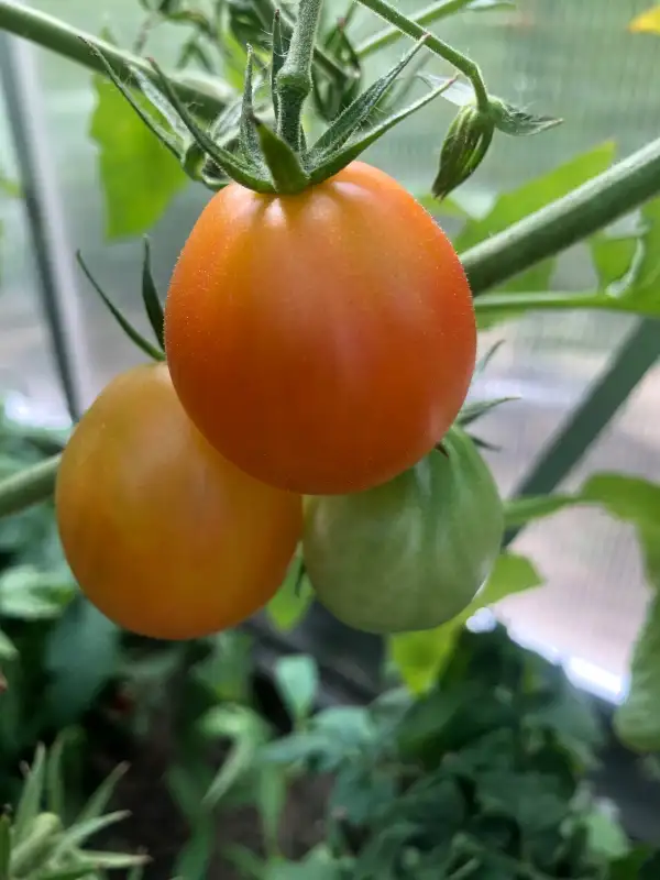 Tomaten: You can‘t you won‘t and you don‘t stop (Bill Yoder )