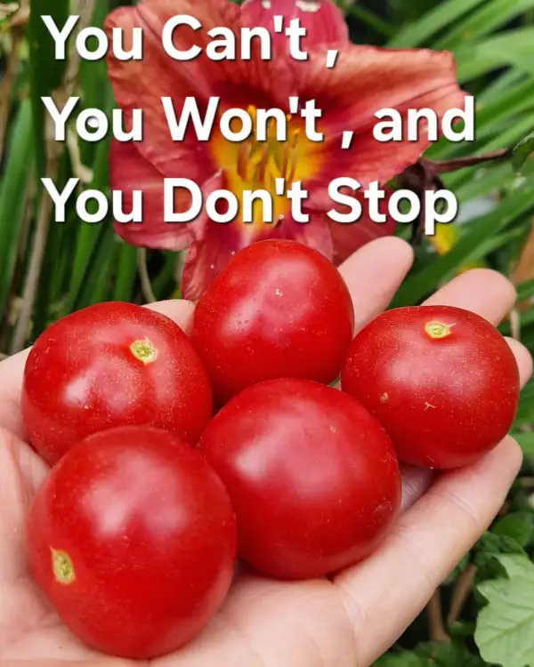 Tomaten: You Cant