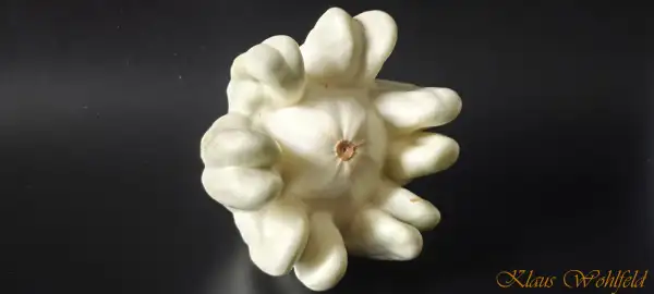 Zucchini: Yugoslavian Finger Fruit