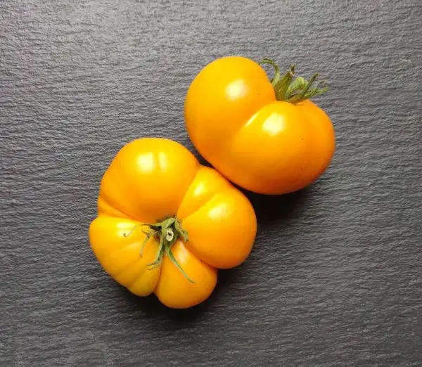 Tomaten: Yuko’s Persimmon Perfection