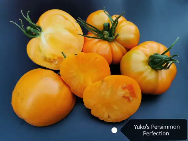 Tomaten: Yuko´s Persimmon Perfection