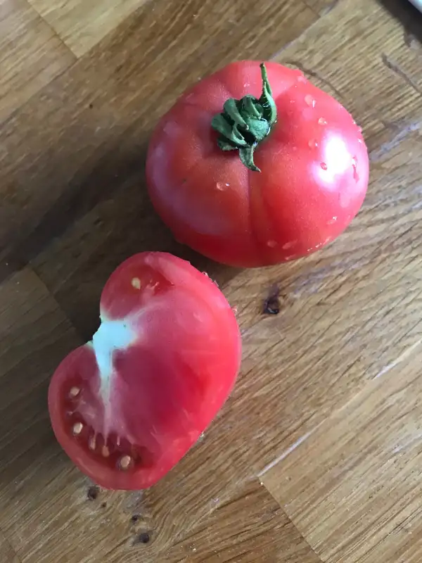 Tomaten: Yukon Quest