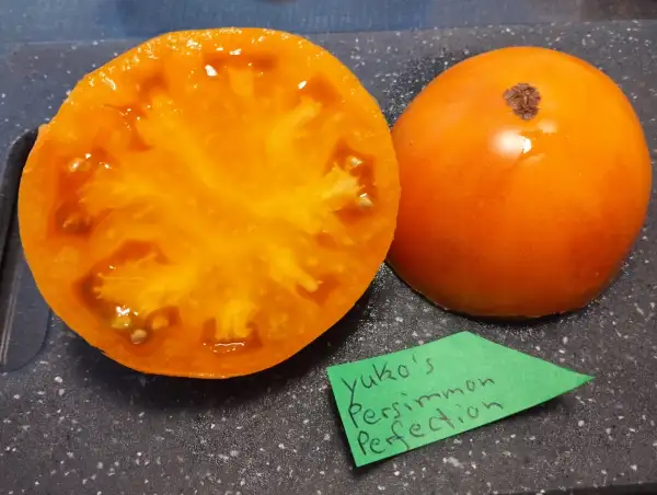 Tomaten: Yukos Persimmom Perfektion