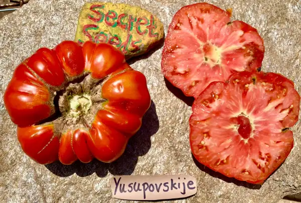 Tomaten: Yusupovskije