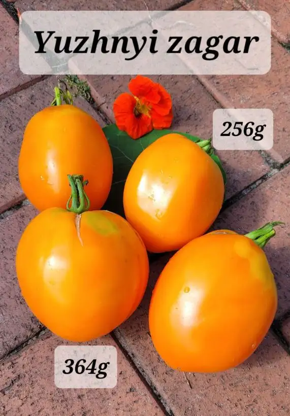 Tomaten: Yuzhnyi zagar