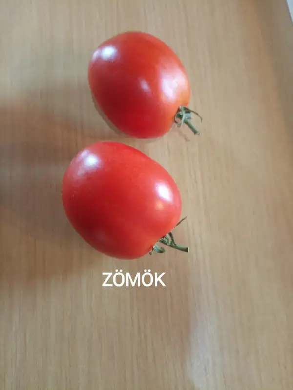 Tomaten: Zömök