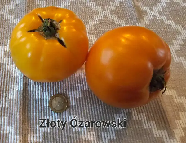 Tomaten: Złoty Ózarowski