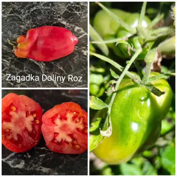 Tomaten: Zagadka Doliny Roz