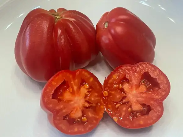 Tomaten: Zahnrad - Stabtomate 150cm