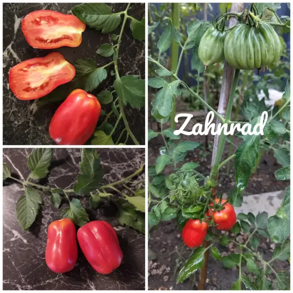 Tomaten: Zahnrad