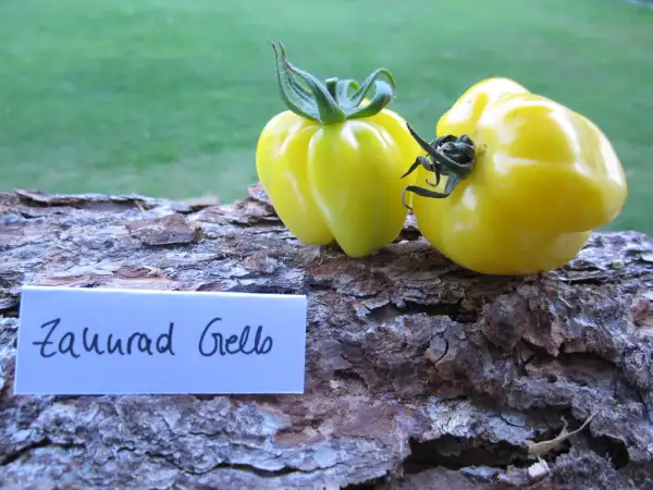 Tomaten: Zahnrad gelb