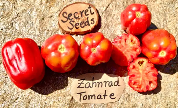 Tomaten: Zahnrad Tomate
