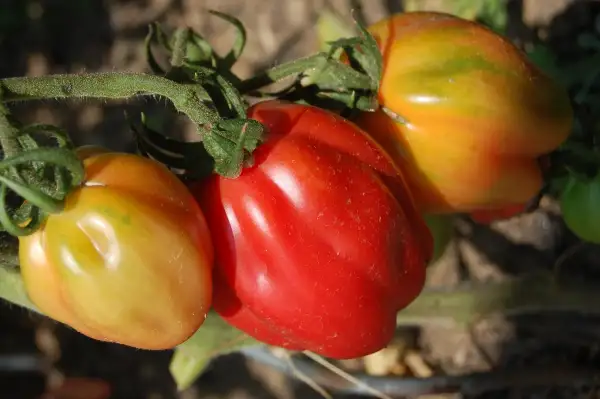 Tomaten: Zahnradtomate