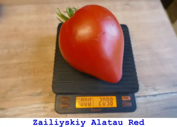 Tomaten: Zailiyskiy Alatau Red