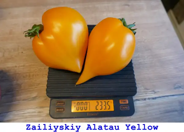 Tomaten: Zailiyskiy Alatau Yellow