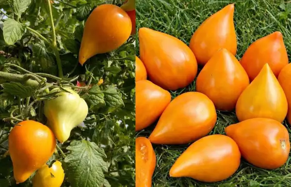 Tomaten: Zailiyskiy Alatau Yellow