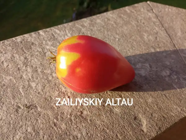 Tomaten: Zailiyskiy Altau