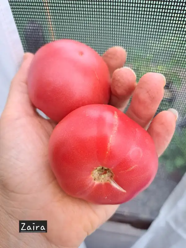 Tomaten: Zaira 2025