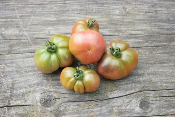 Tomaten: Zakopane