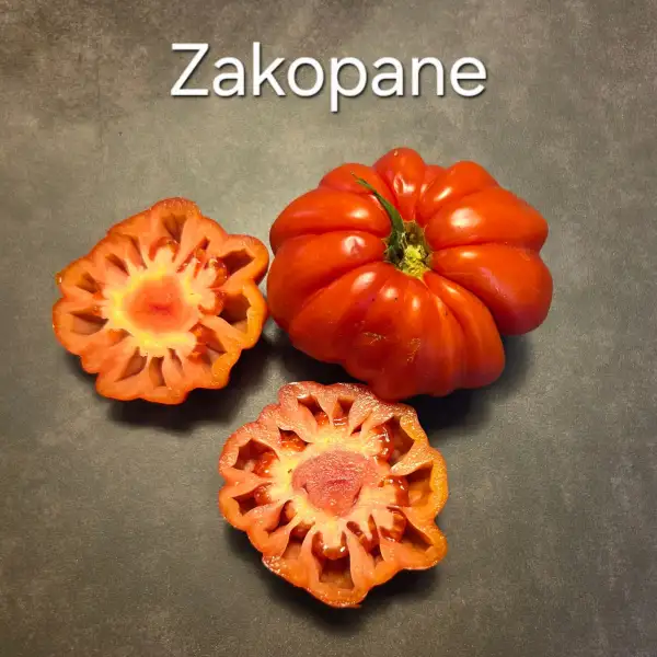 Tomaten: Zakopane
