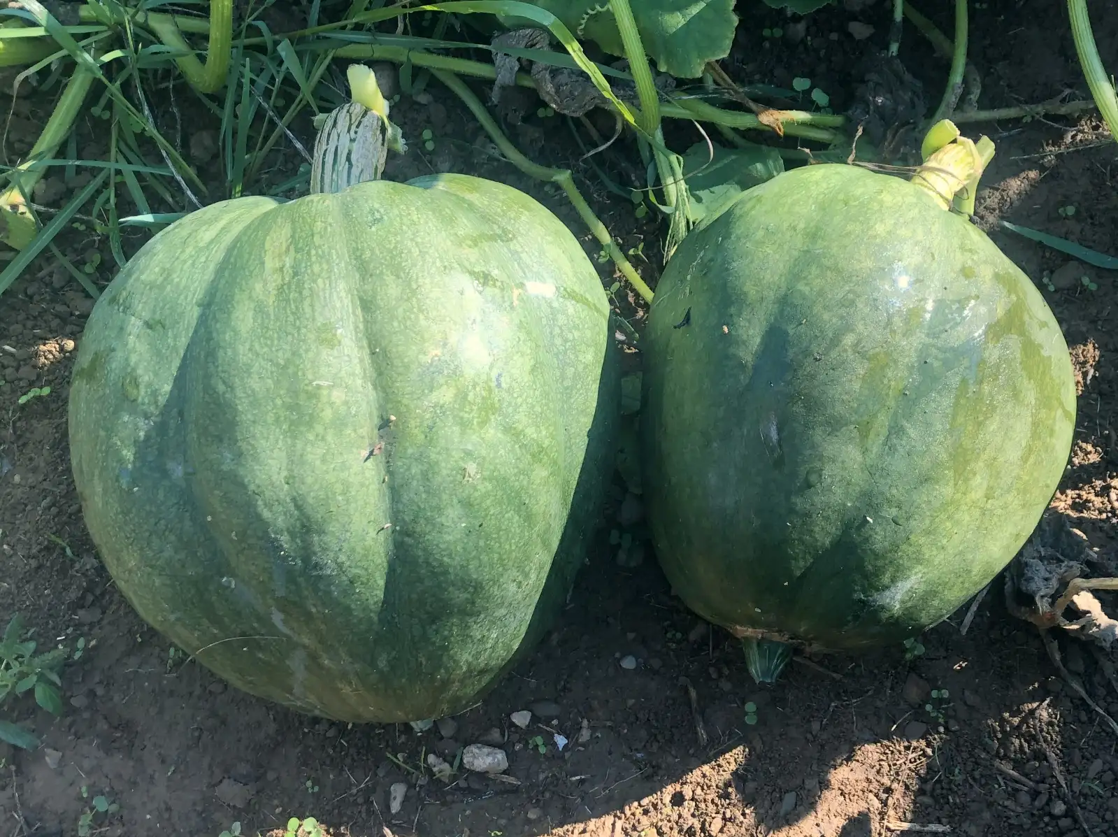 Kürbisse: Zapallo Macre