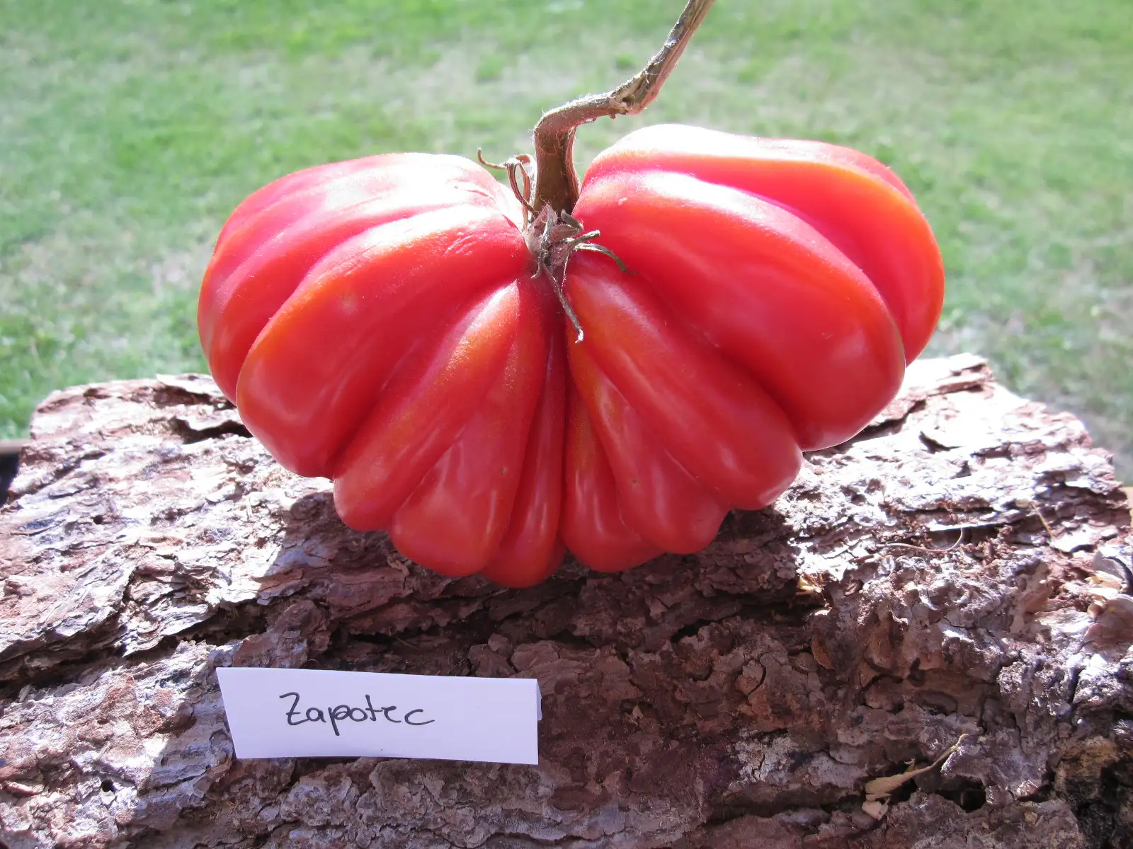 Tomaten: Zapotec
