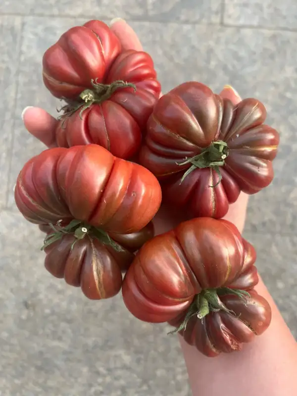 Tomaten: Zapotec Brown flesh