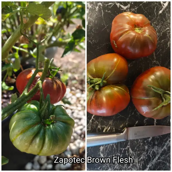 Tomaten: Zapotec Brown flesh
