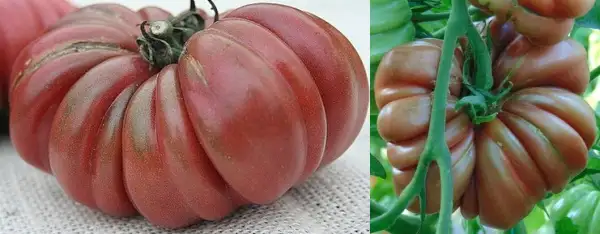 Tomaten: Zapotec Brown flesh