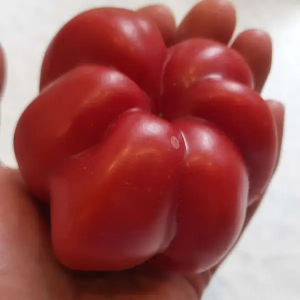 Tomaten: Zapotec Plaited