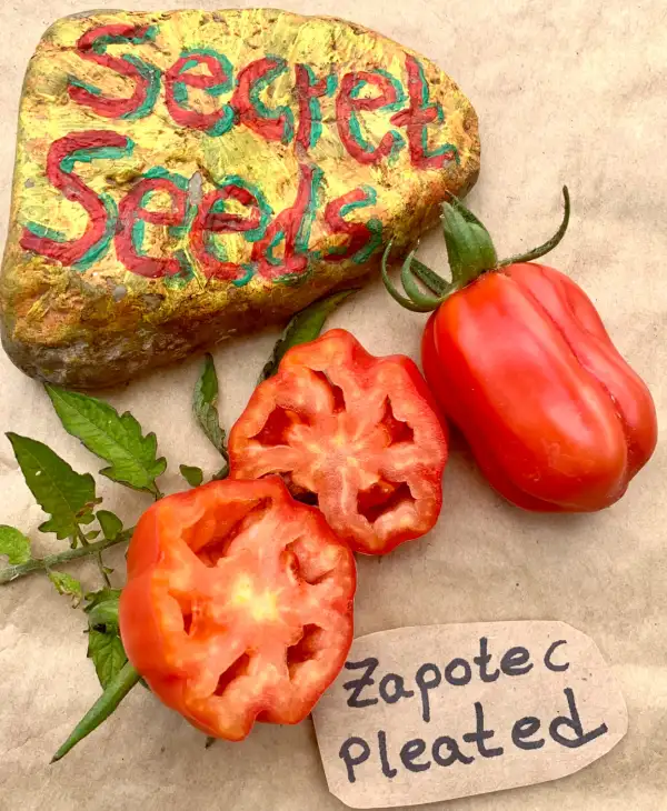 Tomaten: Zapotec Pleated