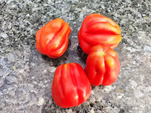 Tomaten: Zapotec Pleated