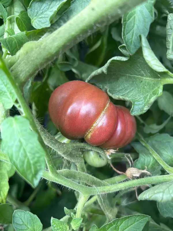 Tomaten: Zapotech Brown Flesh