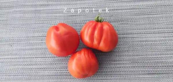 Tomaten: Zapotek