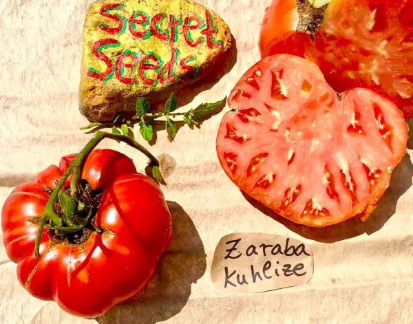 Tomaten: Zaraba Kuhlize