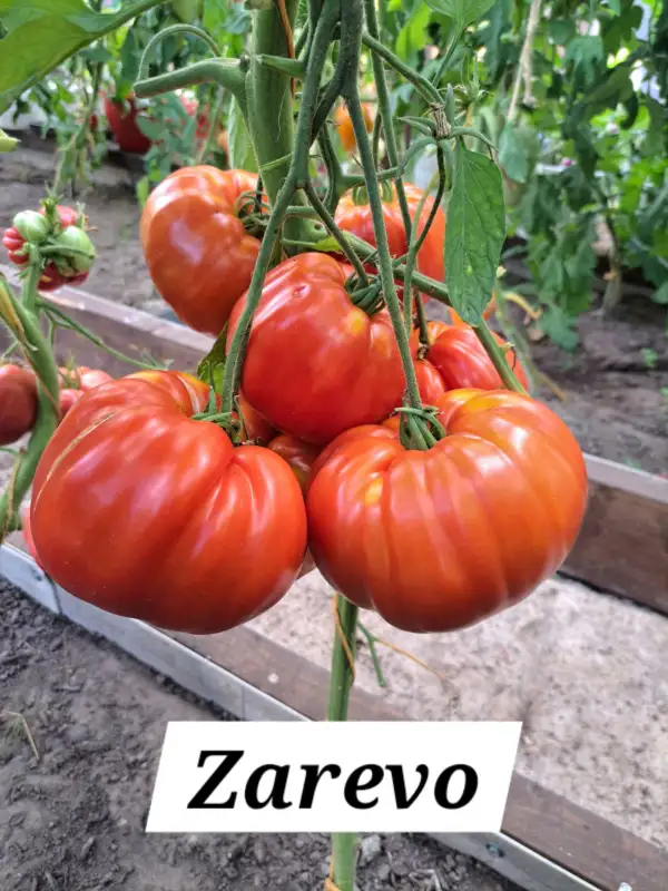 Tomaten: Zarevo