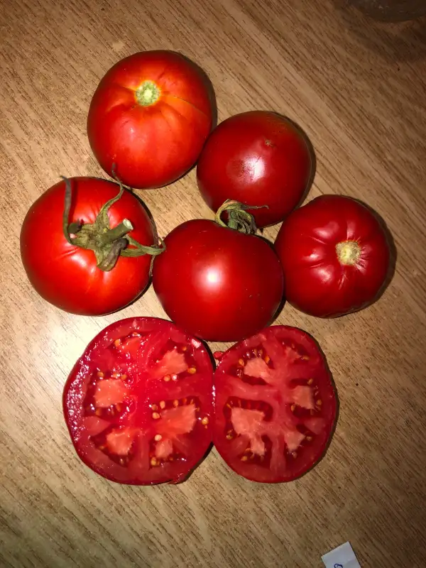 Tomaten: Zarianka