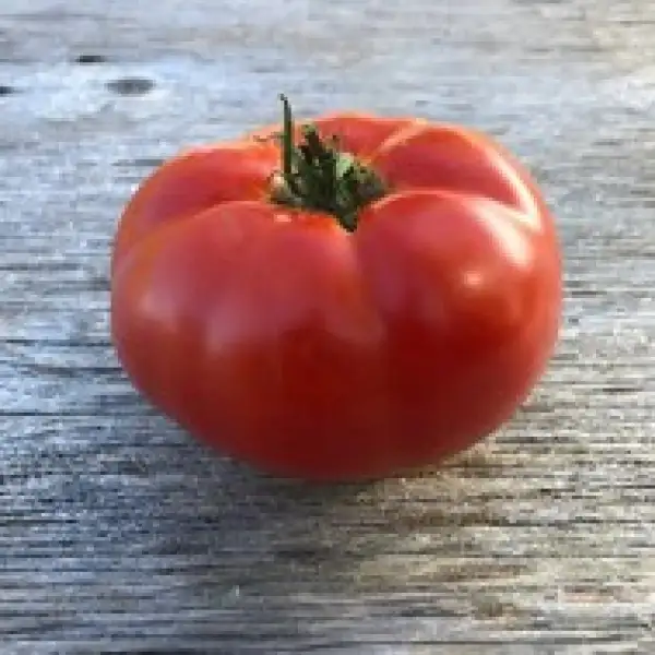 Tomaten: Zarnitza