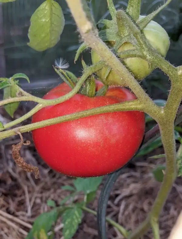 Tomaten: Zarskij Ljubinez