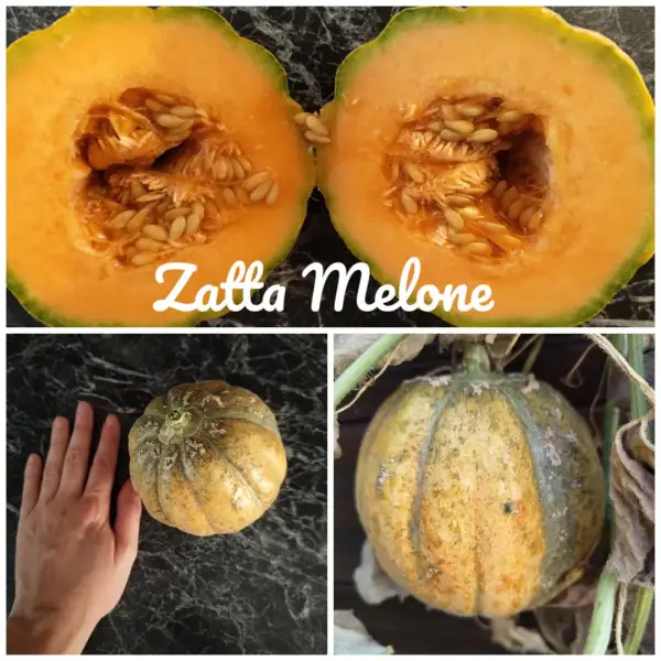 Obst: Zatta Melone