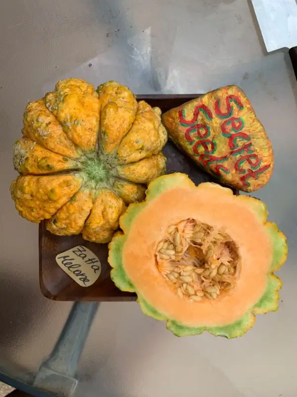 Melonen: Zatta Melone