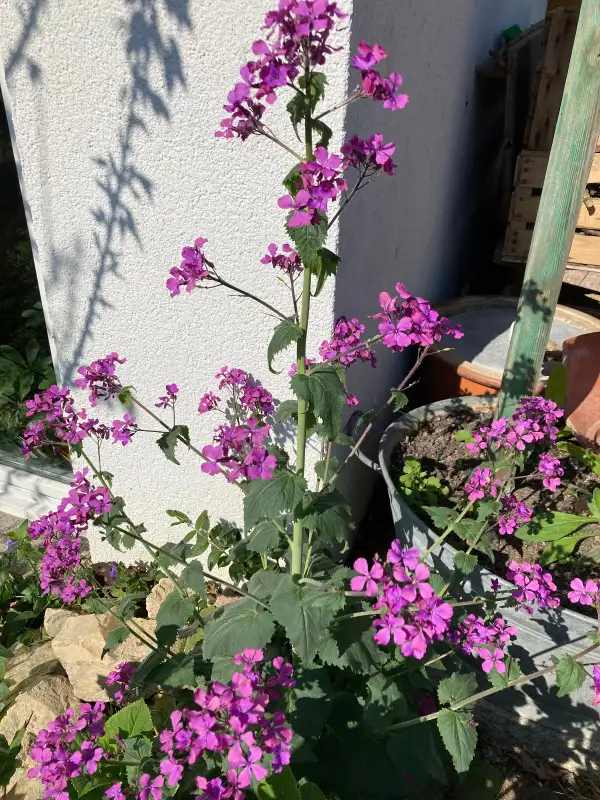 Blumen: zauberhaftes Silberblatt, Silbertaler, Mondviole