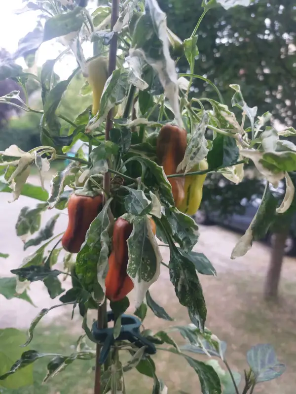 Paprika: Zauberwelten