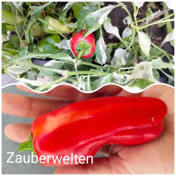 Chili / Paprika: Zauberwelten panaschiert